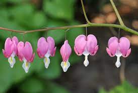 The 5 Secrets You Will Never Know About Bleeding Heart Flower Genus Bleeding Heart Flower G In 2020 Bleeding Heart Flower Bleeding Heart Flower Heart