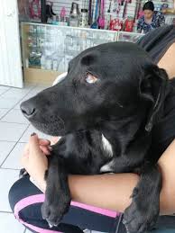 You can have full oversight of training your border aussie, providing the best chance. Dog For Adoption Negrita A Black Labrador Retriever Australian Shepherd Mix In Beaverton Or Petfinder