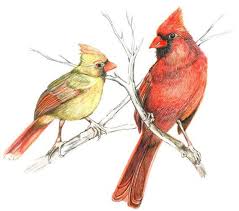 Bird Sitting On A Branch Drawing With Colour Image 0 Drawings Nature Illustration Pencil Drawings