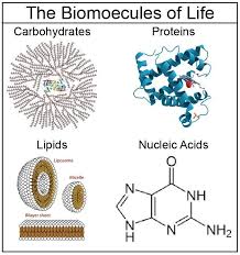 Citewave Com This Website Is For Sale Citewave Resources And Information Biology Lessons Science Biology Biology