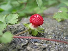 自然谷之星】盛夏草莓季？ 吃太多只會中毒不會上癮——蛇莓| 環境資訊中心