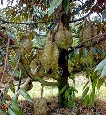 Manakala di bawah penanaman pengurusan perosak. Cara Budidaya Durian Unggul Baturaja Radio Etnikom Network