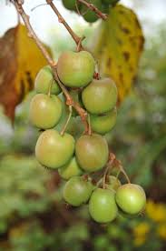 Image result for Actinidia