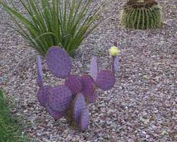Pin On Succulents And Findings