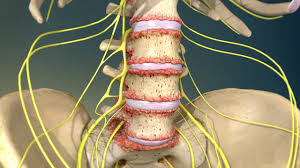 The neck is essentially a passageway for air, food, liquids, blood, and more to travel between the head and the rest of the body, through structures such as blood vessels, nerves, and lymph nodes, as well as the larynx, trachea, and esophagus. Back And Neck Pain Johns Hopkins Medicine
