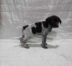 Black and white ticked or liver and white ticked. View Ad German Shorthaired Pointer Litter Of Puppies For Sale Near Minnesota Glencoe Usa Adn 52294