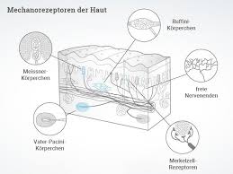 Dëst bedeit datt se feature vu béide nervenzellen an. Fingerspitzengefuhl Handfacts