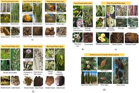 Image result for Macaranga mellifera
