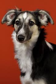 Long Hair Whippet Dogs Whippet Dog Grey Hound Dog