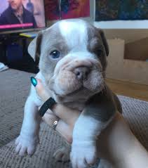 We offer the tools and training you and your dog need to build a strong bond so you can enjoy a bright future together. Male And Female Good Looking English Bulldog For Sale Bowling Green For Sale Bowling Green Pets Dogs