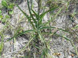 Image result for Lactuca ugandensis