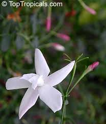 Image result for Jasminum pauciflorum