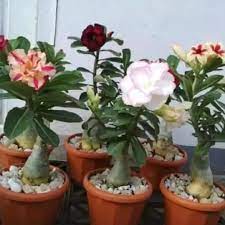 Berikut beberapa bunga yang indah dan sering dijadikan sebagai tanaman hias di bunga adenium atau yang populer di indonesia dengan bunga kamboja jepang nyatanya banyak tumbuh subur juga di indonesia, namun pada. Tanaman Hias Hidup Kamboja Jepang Tanaman Hias Adenium Kamboja Mini Lazada Indonesia