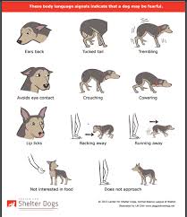 Body Language Fearful Dog Dog Body Language Dog Language Dog Behavior