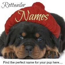 Everything You Need To Know About Your Rottweiler Puppy The