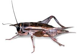 In older literature, such as imms, crickets were placed at the family level. Grasshopper Facts Cricket Facts For Kids Dk Find Out