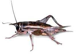 We did not find results for: Grasshopper Facts Cricket Facts For Kids Dk Find Out