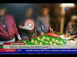 Silahkan konsultasikan semua permasalahan seksualitas dan rumah tangga anda. Mushroom Dadah Terbaharu Dirampas Aadk 27 Julai 2018 Youtube