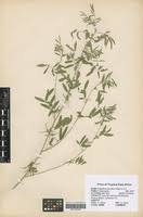 Image result for Indigastrum parviflorum