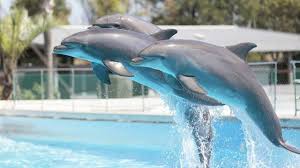 Nuotare coi delfini è nella lista delle cose da fare di molte persone, ma la maggior parte pensano che per farlo sia necessario andare dall'altra parte del mondo, invece non è così difficile da realizzare. Zoomarine Dolphin Day Il 13 E Il 14 Aprile Al Parco Si Celebrano I Delfini