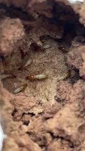 Contact us today for treatments for termites, rodents, bed bugs & more. Smart Pest Prevention 73 4273 Hulikoa Dr 11 Kailua Kona Hi 2021