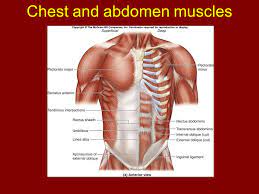 Back muscles chart 12 photos of the back muscles chart back muscles chart, back muscles diagram and ligaments, back muscles diagram lats, back muscles diagram massage, upper back muscles chart, human muscles, back muscles chart, back muscles diagram and ligaments, back muscles diagram lats, back muscles diagram massage. Chapter 11 Axial Muscles Of The Body Ppt Download