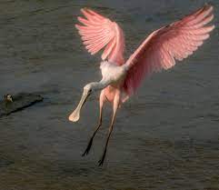 Intense vietnam jungle american battle. Roseate Spoonbills Blog The Naturalist S Notebook