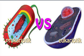 Kelompok sel eukariotik mencakup protista, fungi, hewan, tumbuhan, dan termasuk juga di dalamnya manusia. Pengertian Dan Perbedaan Sel Prokariotik Dan Eukariotik