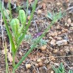 Image result for Iphigenia pauciflora