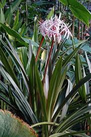 Image result for Crinum subcernuum