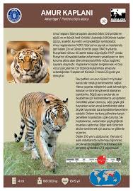 Amur Kaplani Amur Tiger Bursa Zoo Bursa Hayvanat Bahcesi Memeliler Kedi