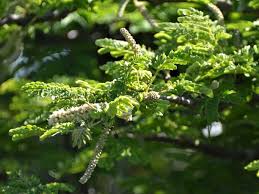 Image result for Acacia burkei