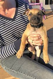 See more ideas about boxer puppies, boxer, puppies. These Orlando Based Puppies Are Up For Adoption And In Need Of A Good Home