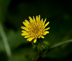 Image result for Sonchus oleraceus