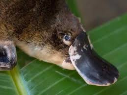 Image result for Platterpus