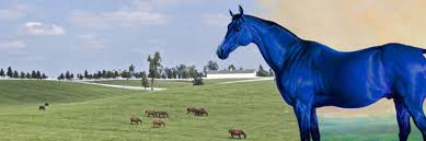 Image result for horse