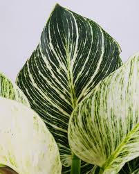 Maybe you would like to learn more about one of these? Rahsia Nak Jaga Pokok Hiasan Jenis Berdaun Agar Merimbun Cantik Cikgu Kebun Ni Kongsikan Boleh Follow Keluarga