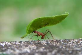 So there's nothing in it for the ant. O Que Voce Pode Aprender Com As Formigas Super