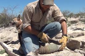 Drinking cactus water on an empty stomach will give you diarrhea or make you vomit. Video Peeling Eating Barrel Cactus Recoil Offgrid