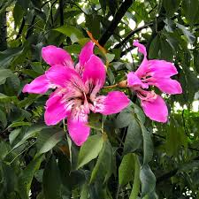 Image result for Ceiba speciosa