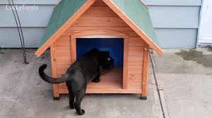 One way that you can help them stay warm is to prove outdoor cat shelters for winter. New Raccoon Proof Automatic Feral Cat Feeder Setup And Construction Youtube