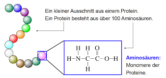 Proteine Sind Makromolekule Aus Aminosauren