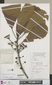 Image result for Uapaca guineensis