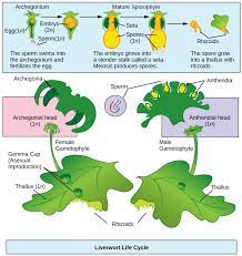 Check spelling or type a new query. Bryophytes Biology 2e