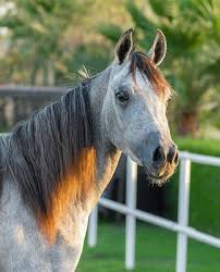 Pin By وردة بستان On صور مختلفه Horses Animals