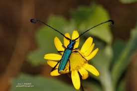 Image result for Emilia discifolia