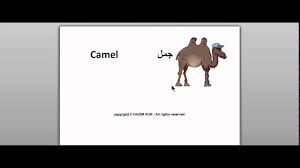 Sign up for free and get access to exclusive content: Camel In Arabic Youtube
