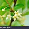 Schisandra chinensis 20' or taller. Https Encrypted Tbn0 Gstatic Com Images Q Tbn And9gcqzvhd4kdnxcybke1absajdufving2eyvnejr1kci1ycci6vcy5 Usqp Cau