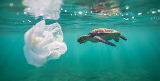 Image result for in the case of single-plastic products, what do you believe is the best course of corrective action