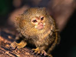 You may be wondering how they are able to get the sap out of the trees? The Pygmy Marmoset Cebuella Pygmaea Is A New World Monkey In The Callitrichidae Family Of Monkeys And Is Native To The Ra Pygmy Marmoset Rare Animals Animals